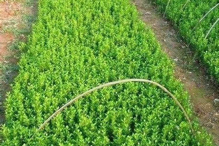 黄杨磷肥用量多少为宜？