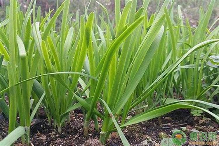 韭菜越冬施肥方法