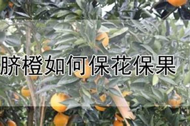 脐橙保花保果的特效药