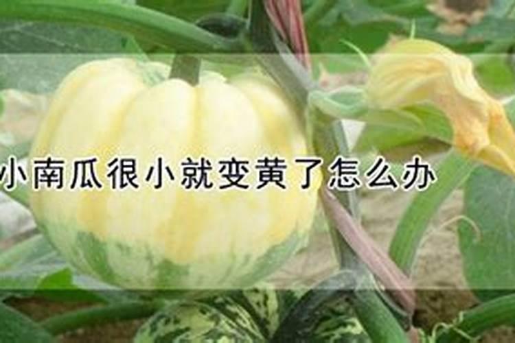 小南瓜很小就变黄了怎么办