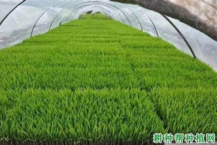 秧苗打多效唑后多久可以施肥？