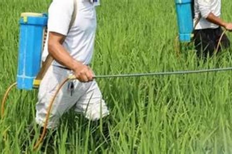 多效唑拌尿素可以施肥水稻吗