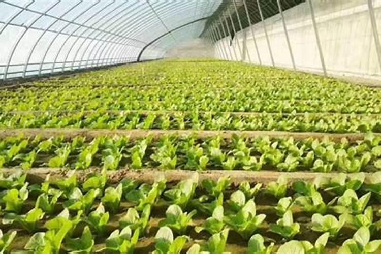 温室大棚蔬菜出现萎蔫现象,应如何防治？
