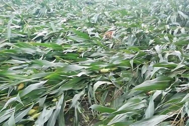 玉米施加钙肥的最佳时间 什么时候使用合适