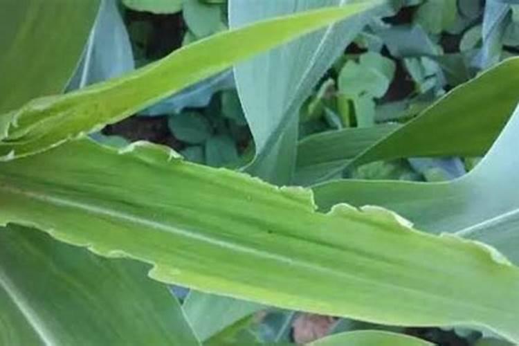 玉米缺钙要怎样防治？