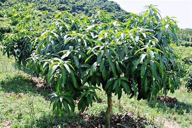 芒果开花结果期种植管理如何做？芒果开花坐果期用什么肥料好