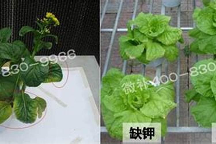 叶菜用什么叶面肥好呢？