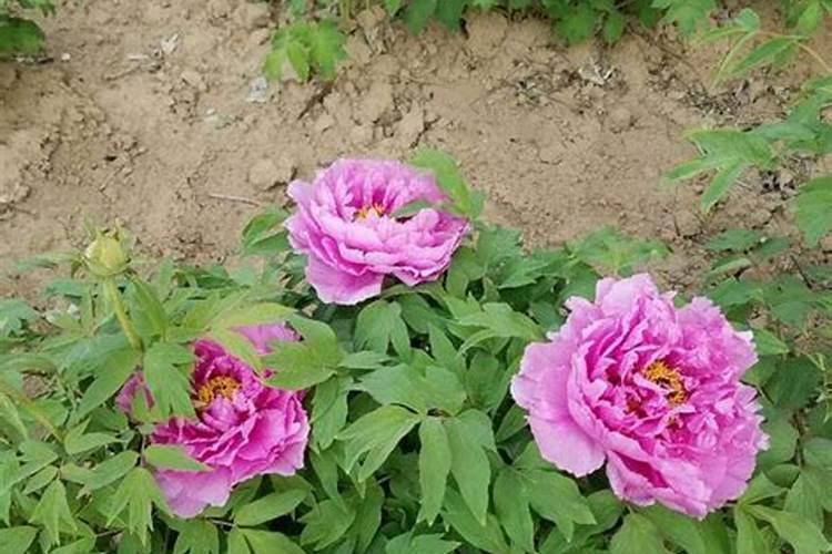 牡丹花施肥过多 快死了 怎么办？