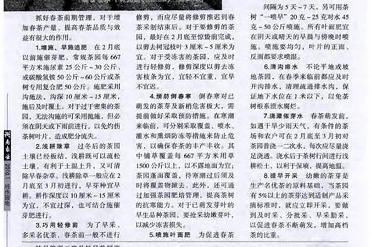 春茶前期管理的九大步骤