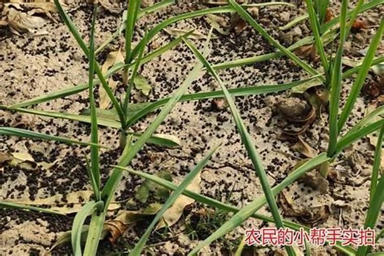 大蒜需要打硼肥吗为什么？