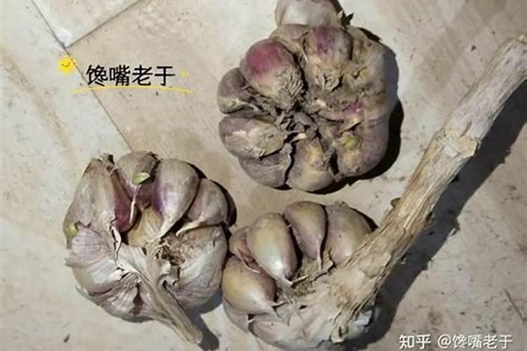 大蒜需要锌和硼肥吗？