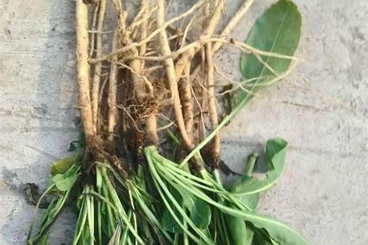 板蓝根植物长什么样子