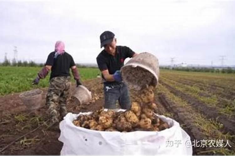 罗布泊硫酸钾在马铃薯种植中发挥了怎样的作用？