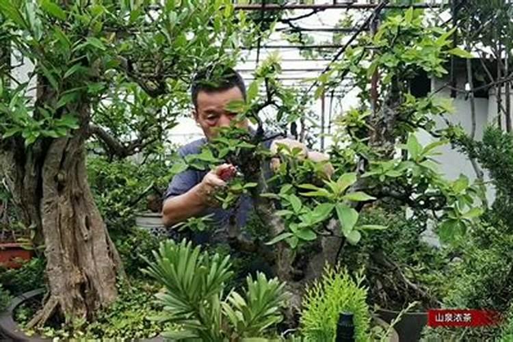 花卉盆栽出现肥害时用什么方法处理？