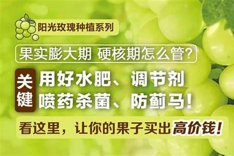 阳光玫瑰硬核期果粒发蔫怎么回事？