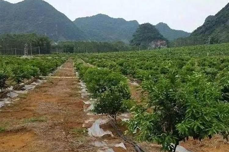 柑橘5月用平衡肥好吗夏季能用吗？