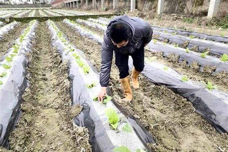 西兰花移苗后施肥过多叶子变焦怎么办