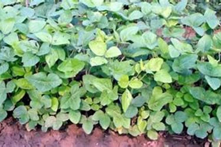 大豆花期打什么药能高产 花期施什么肥好
