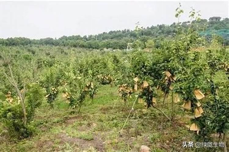 花脸果园重茬栽树怎么处理