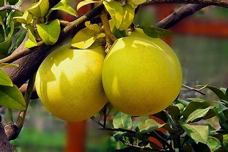 柚子树施什么肥最好？掌握“六肥”,更有利于柚子高产稳产