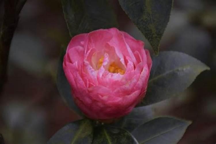 茶花施什么肥茶花怎么施肥
