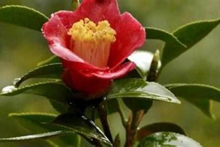 北方茶花怎么施肥
