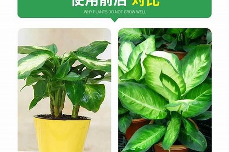 万年青用什么肥料长得快？