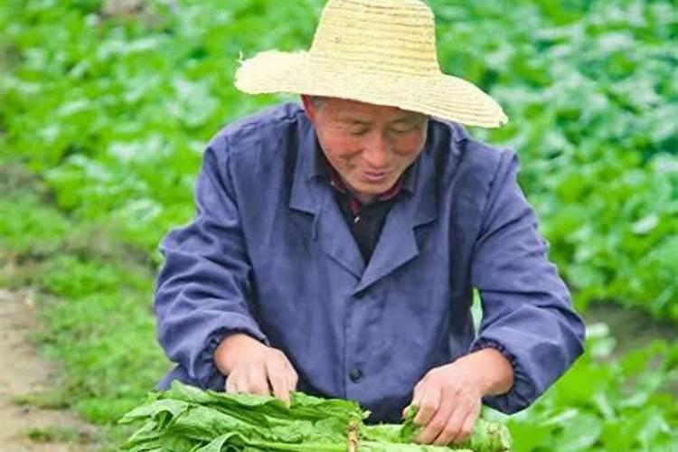种植莴笋需谨记,怎样才不会烂茎干呢？