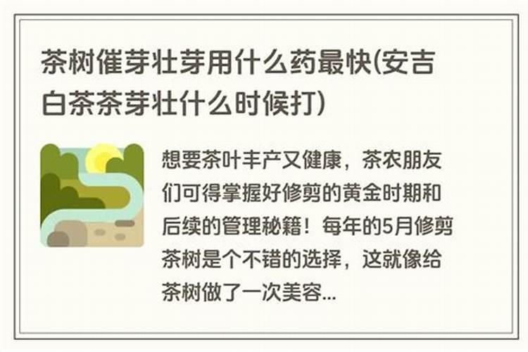 茶树催芽壮芽用什么药最快
