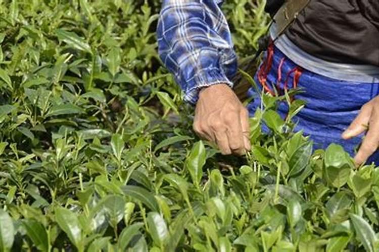 茶叶施什么肥料最好,茶树用什么肥料长得快？