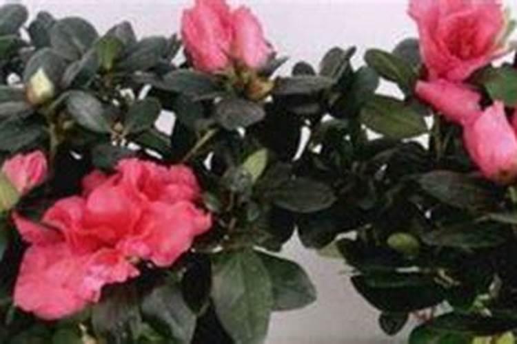 怎样给有花苞的杜鹃施肥 如何给有花苞的杜鹃施肥