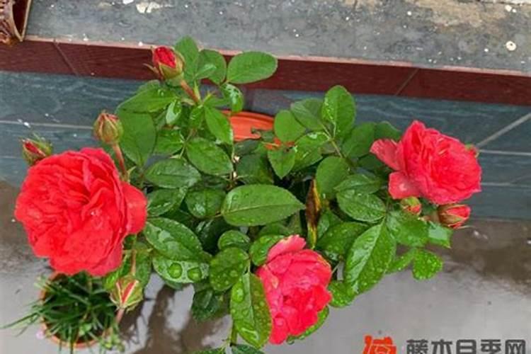 种月季可以用复合肥吗？