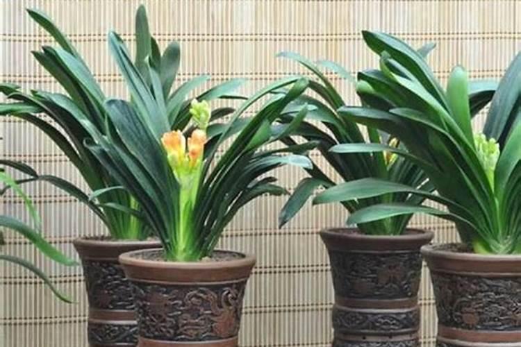氮磷胛肥适用于兰花和君子兰吗