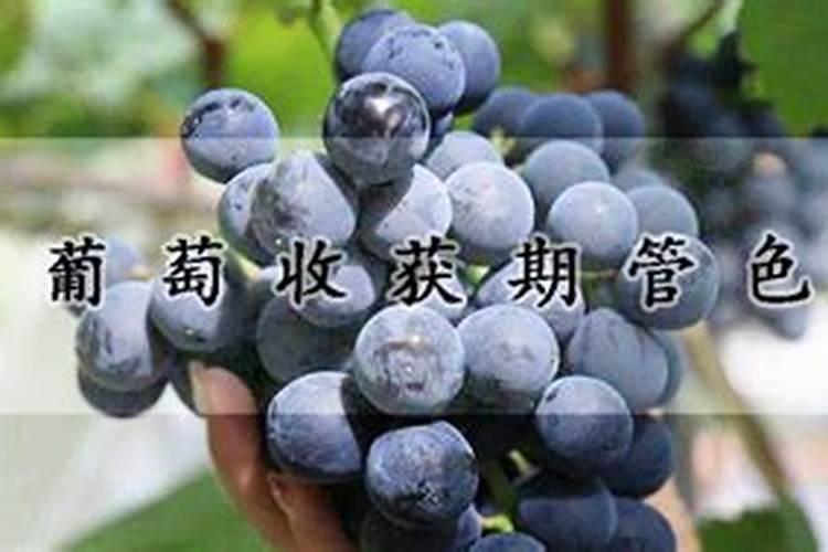 葡萄收获期管色
