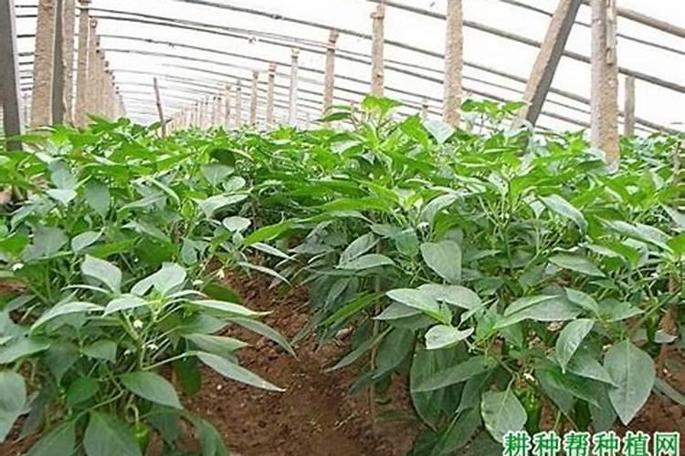 大棚微辣辣椒种植技术 辣椒怎么施肥