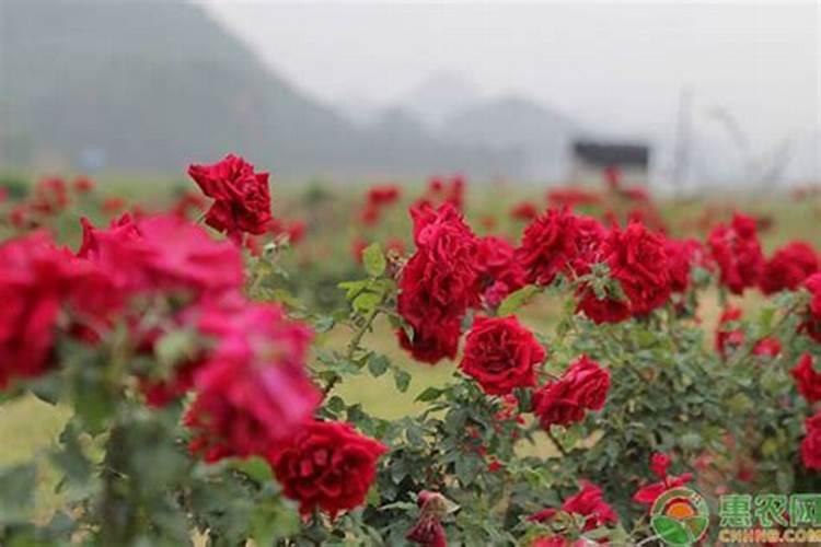 新栽玫瑰什么时候施肥？