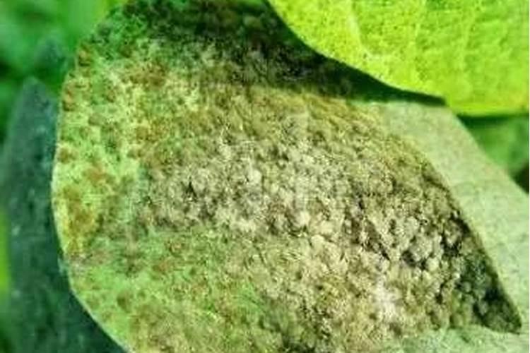 菜豆污煤病发病因素