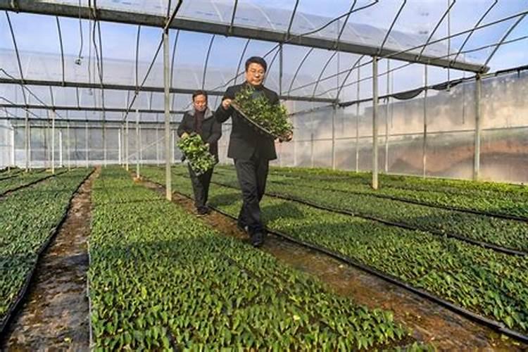 新栽茶苗该采用何种施肥方式