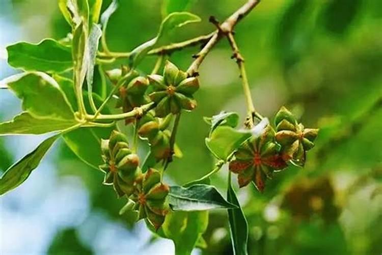 种植八角树怎么种？有什么要注意的地方？