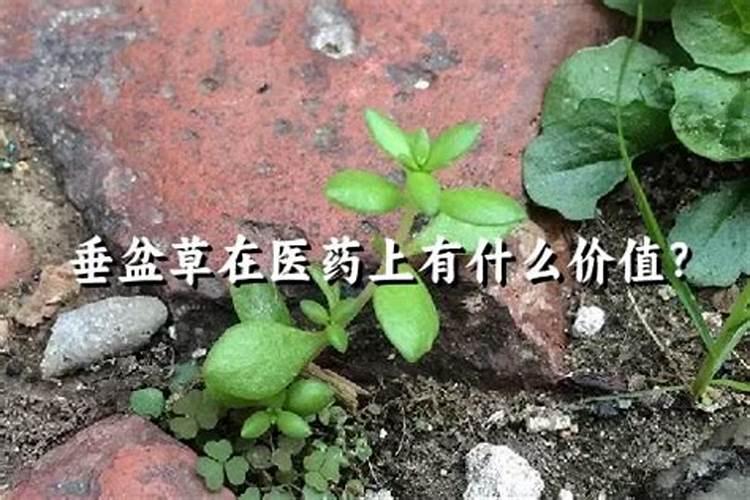 垂盆草上什么肥最好？