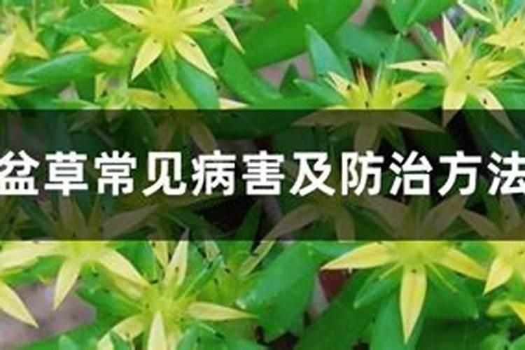 垂盆草常见病害及防治方法
