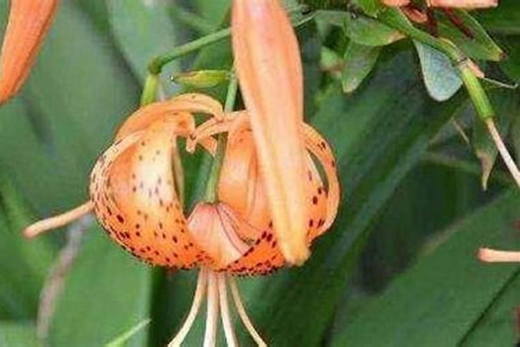 百合花要不要打顶