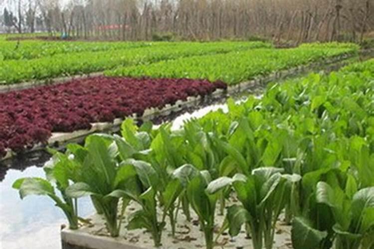 水上种菜用什么做肥料？