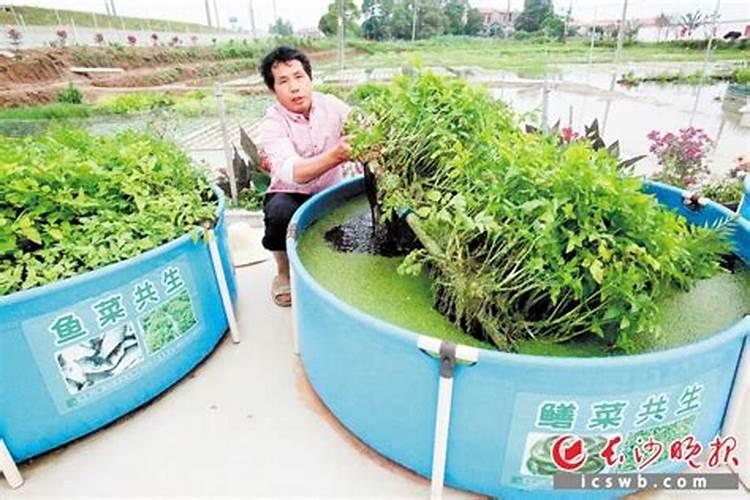 水上种菜水下养鱼技术