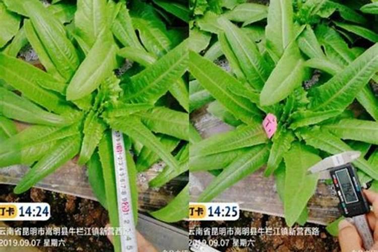 提高油麦菜产量的种植技巧有哪些 油麦菜养殖方法