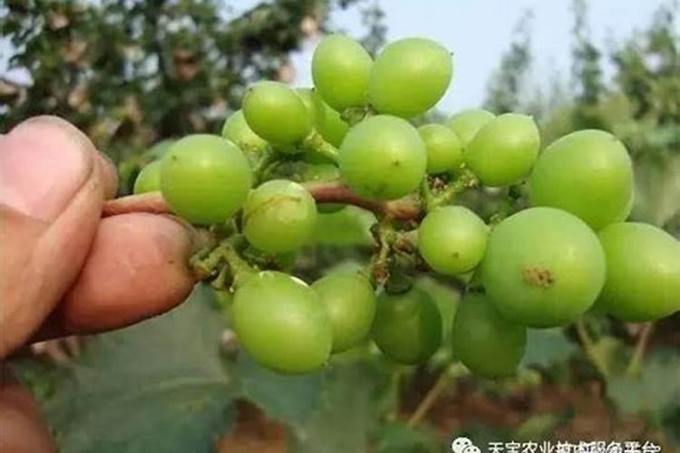各位老师套袋葡萄裂果怎么回事？