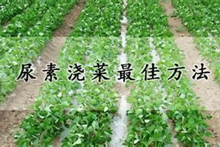 尿素浇菜最佳方法
