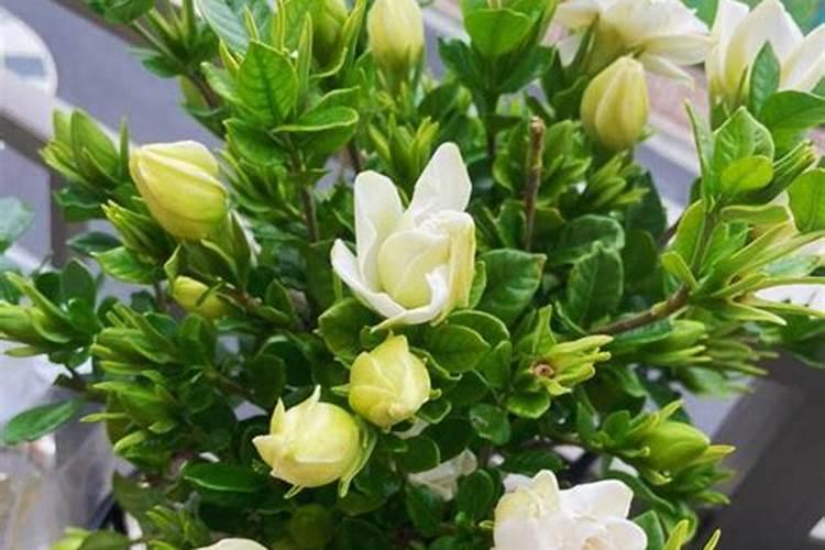 栀子花怎么追肥花苞挂满枝头