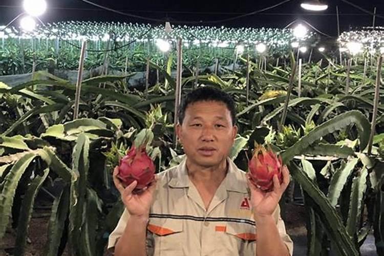 火龙果开裂要用什么钙肥最好？