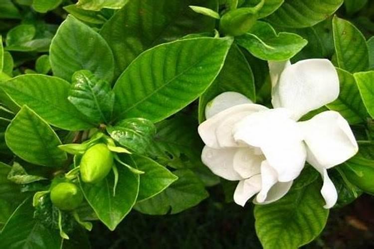 栀子花施什么肥好